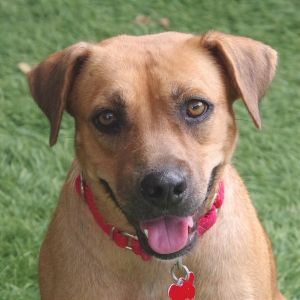 Hi my name is Honey Im a sweet quiet girl I came to PAWS4you with my babies who were only