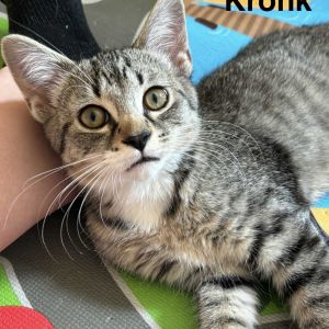 Kronk, Baby Male unknown