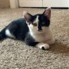 Patches photo 1
