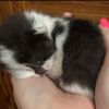 Patches photo 2