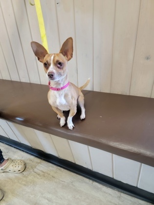 Tiny, an adoptable Chihuahua, Mixed Breed in Fergus Falls, MN, 56537 | Photo Image 1