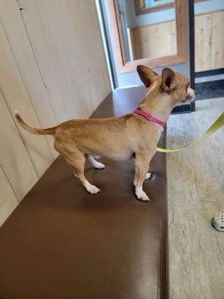 Tiny, an adoptable Chihuahua, Mixed Breed in Fergus Falls, MN, 56537 | Photo Image 2