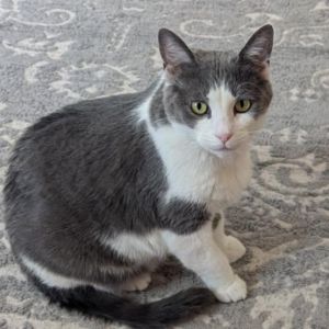 Muffin Miller, Adult Female Domestic Short Hair