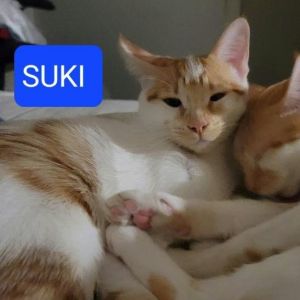 Suki, Adult Female Domestic Short Hair