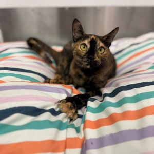 Wallenda Domestic Short Hair Cat