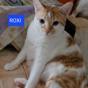 Roxi Domestic Short Hair Cat