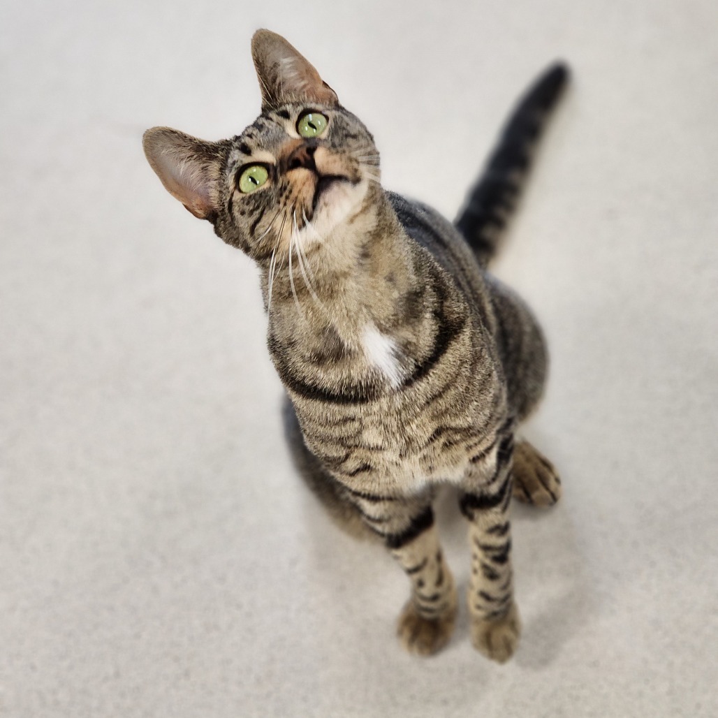 Patrick (Horseheads PetSmart)