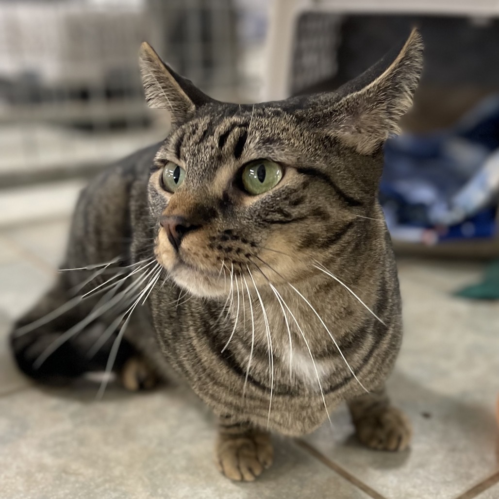 Patrick (Horseheads PetSmart)