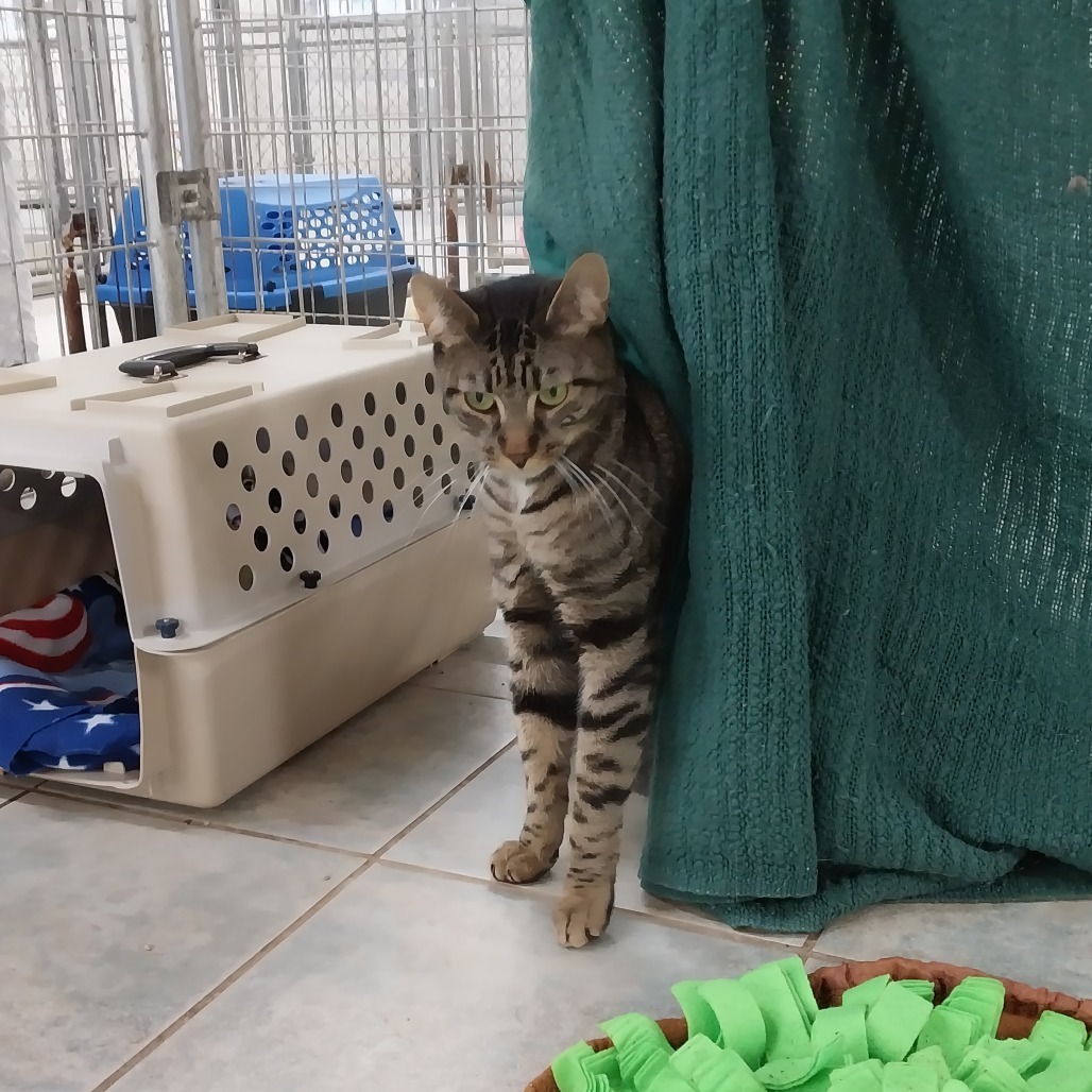 Patrick (Horseheads PetSmart)