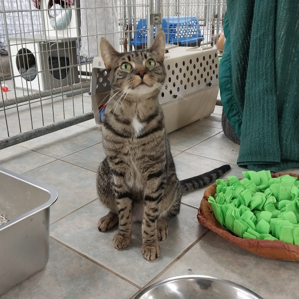 Patrick (Horseheads PetSmart)