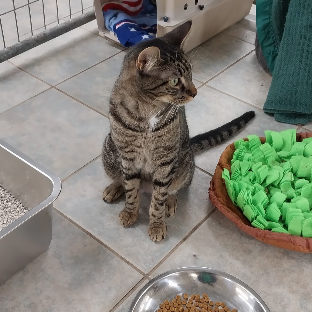 Patrick (Horseheads PetSmart)
