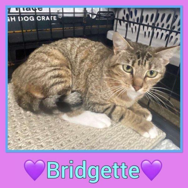 Bridgette thumbnail 1