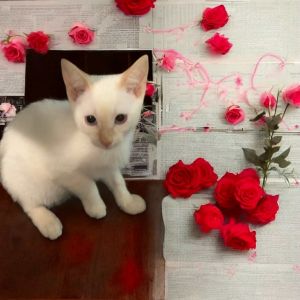 Perdita, Baby Male Siamese
