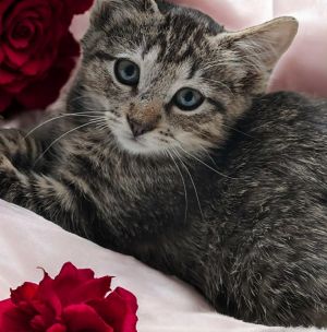 Atta, Baby Male Domestic Short Hair