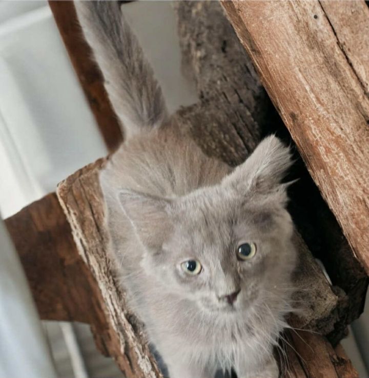 EVIE 2