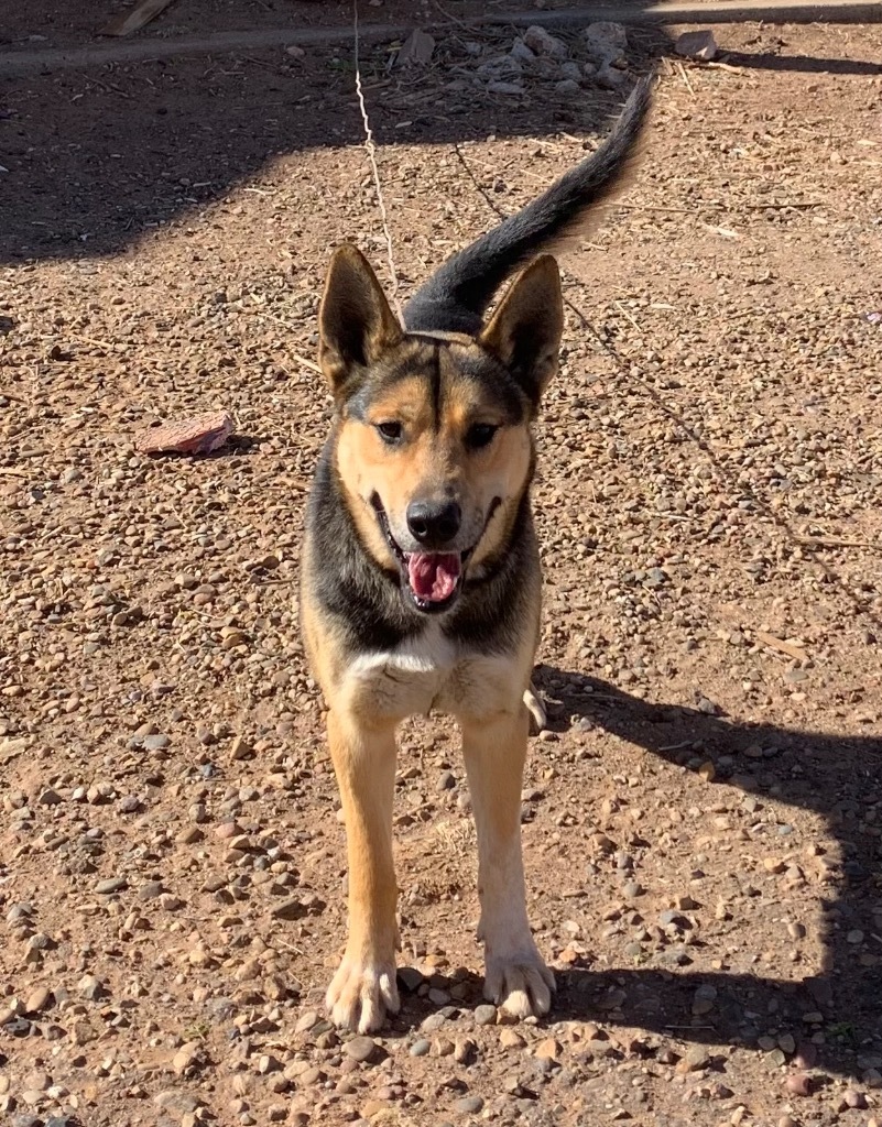 Caesar, an adoptable German Shepherd Dog, Husky in Tucumcari, NM, 88401 | Photo Image 1