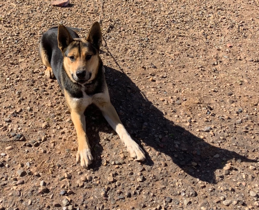 Caesar, an adoptable German Shepherd Dog, Husky in Tucumcari, NM, 88401 | Photo Image 2