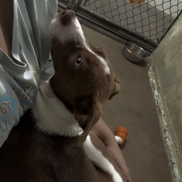 Taffy 2