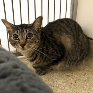 Hi My name is Strawberry and Im at the Santa Barbara Campus Im a 2 year old female domestic shor