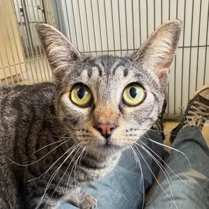 Hi My name is Strawberry and Im at the Santa Barbara Campus Im a 2 year old female domestic shor