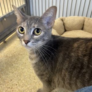 Hi My name is June and Im at the Santa Barbara Campus Im a 2 year old female domestic short