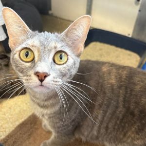 Hi My name is June and Im at the Santa Barbara Campus Im a 2 year old female