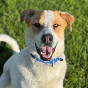 Hi there My name is Cowboy and Im at the Santa Maria Campus Im a 2 year 4 mo