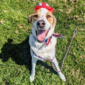 You ever wondered Whos the best boy It would be me Hi my name is Cowboy and Im at the