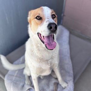 Hi there My name is Cowboy and Im at the Santa Maria Campus Im a 2 year old Jack RussellRetrie