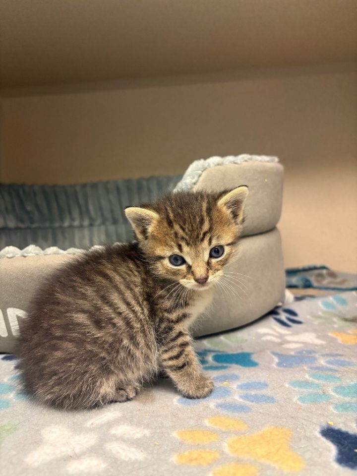 Marey Kitten 2 1