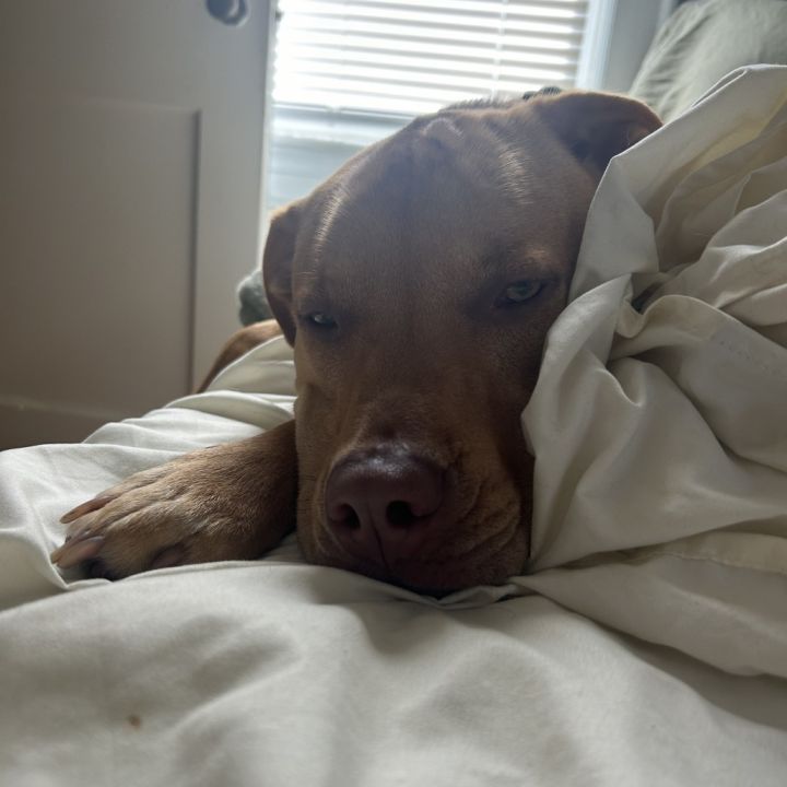 Bruno 2