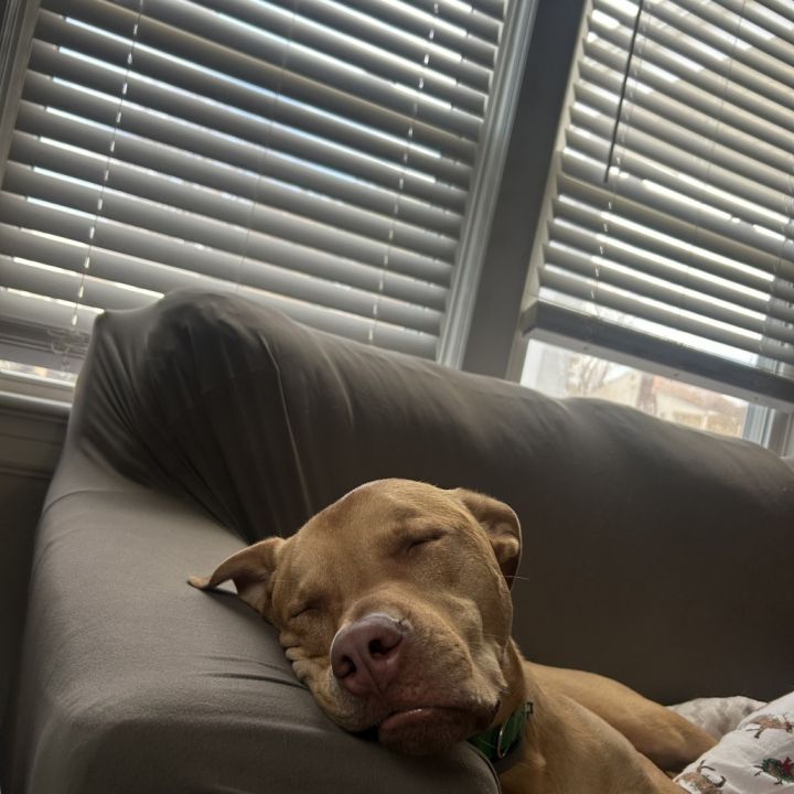 Bruno 3