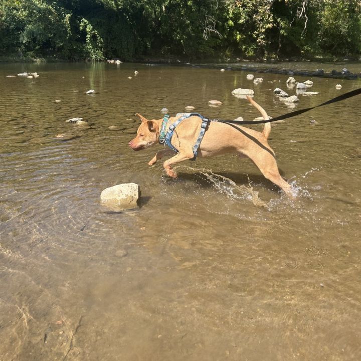 Bruno 5