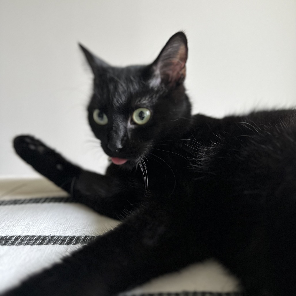 Sumi