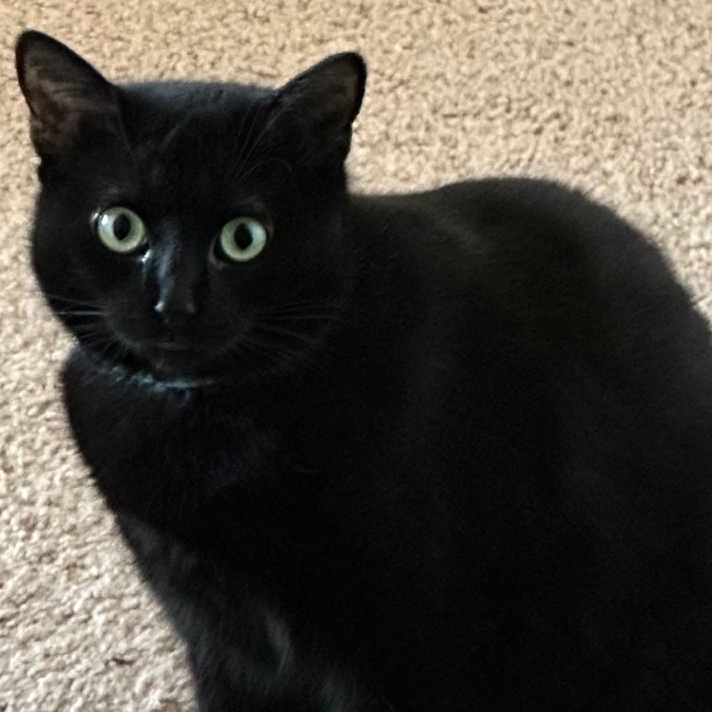 Sumi