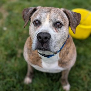 Jax, Senior Male unknown