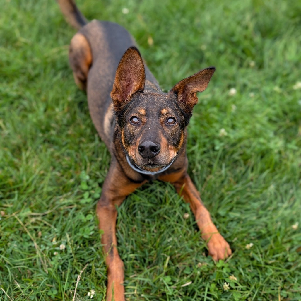 Roscoe (Jonas)