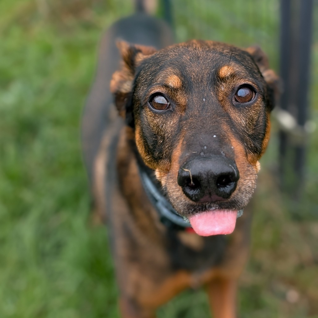 Roscoe (Jonas)