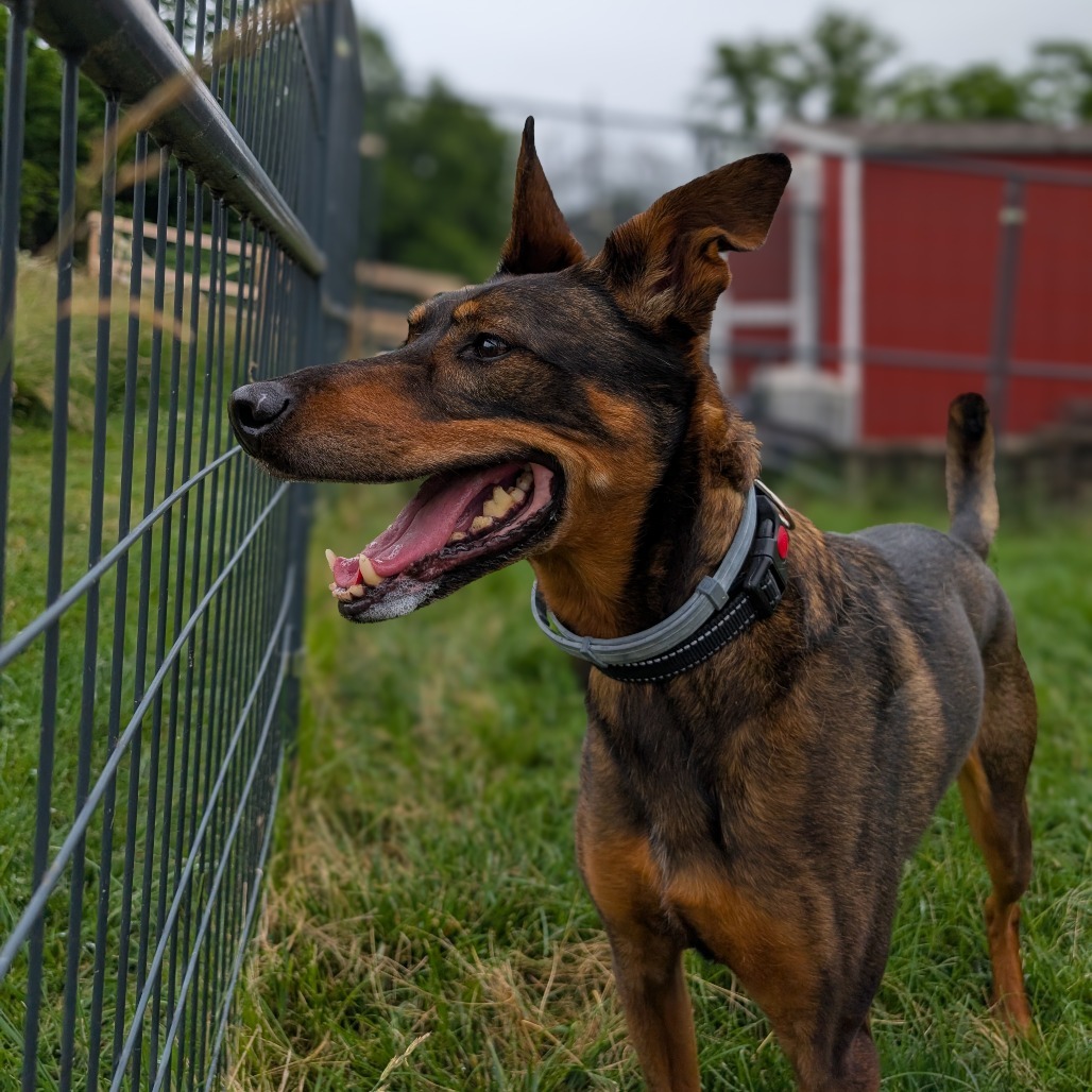 Roscoe (Jonas)