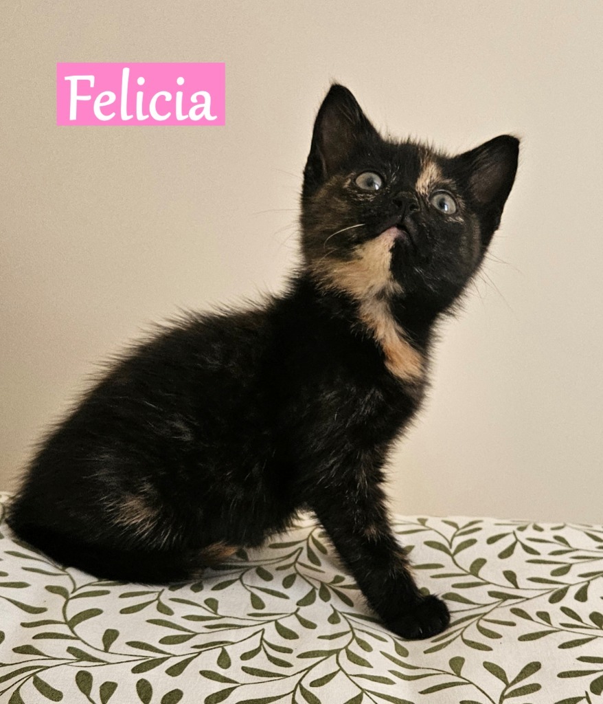 Felicia