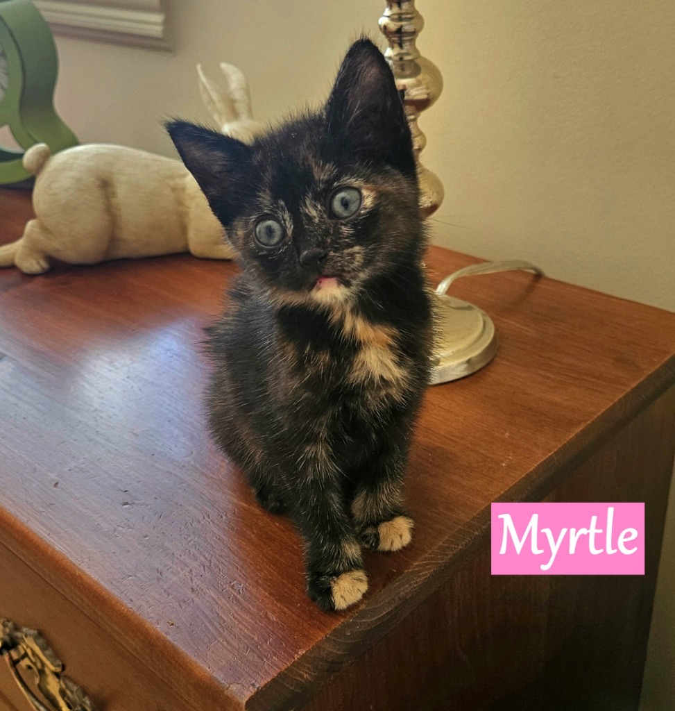 Myrtle
