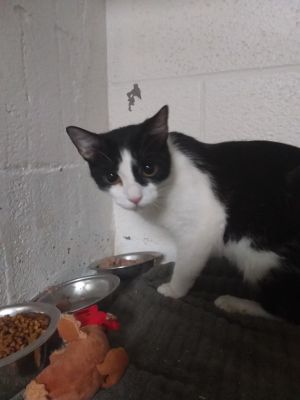 Kitty, Adult Female Domestic Short Hair