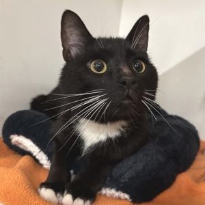 Joey Domestic Short Hair Cat