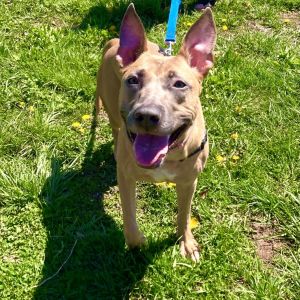 Sugar is currently in foster care and ready for adoption To begin the process please submit an ado