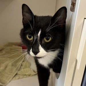 Batgirl is on site at our adoption center in SoHo Batgirl is a curious two-year-old female Shes l