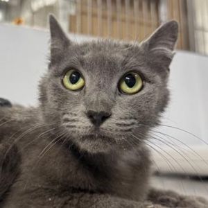 Lulu is on site at our adoption center in SoHo Lulu is a one-year-old female She is looking for a