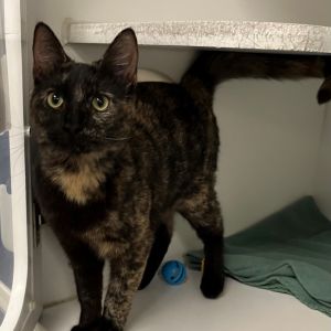 Anchovy is on site at our adoption center in SoHo Amchovy is a beautiful one-year-old female ready 