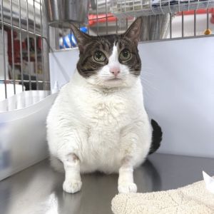 Mort is on site at our adoption center in SoHo Mort is a five-year-old male Mort is a seasoned com