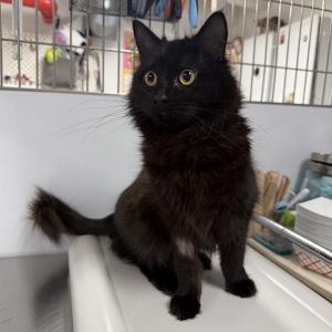 Phoebe is on site at our adoption center in SoHo Phoebe is a two-year-old female This beautiful ga