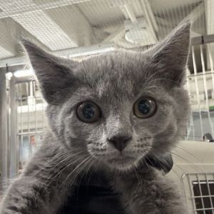Starburst is on site at our adoption center in SoHo Starburst is a cute as a button two-month-old f
